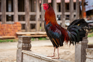 Big and colourful rooster in Kete Kesu village, Tana Toraja, Sulawesi, Indonesia.