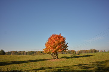 Drzewo jesienią © Rafa
