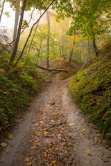 Obraz na płótnie Canvas Autumn colors of the forest.