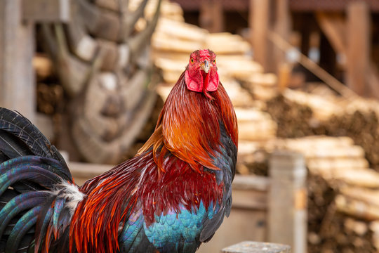 Big and colourful rooster in Kete Kesu village, Tana Toraja, Sulawesi, Indonesia.