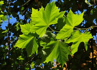 green leaves of maple tree