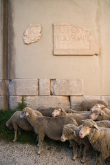 pecore ad altilia