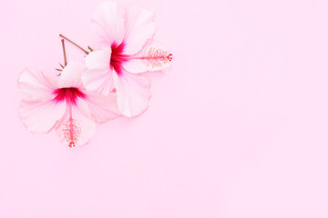 Wellness background with two hibiscus fresh flowers on pink background, top view © neirfy