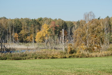 Las jesienią © Rafa