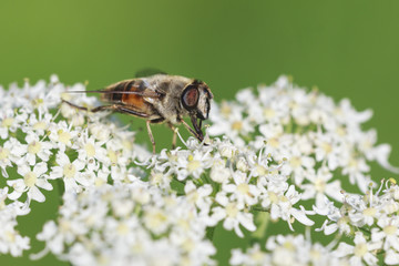 Drone fly Eristalis tenax insect pollinating