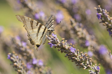 Scarce swallowtail butterfly (Iphiclides podalirius) butterfly on purple lavender flowers