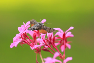 hummingbird hawk-moth Macroglossum stellatarum feeding on pink flowers