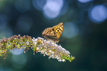 Side view closeup of a Silver-washed fritillary butterfly Argynnis paphia