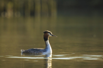 Closeup of a Great crested grebe Podiceps cristatus waterfowl