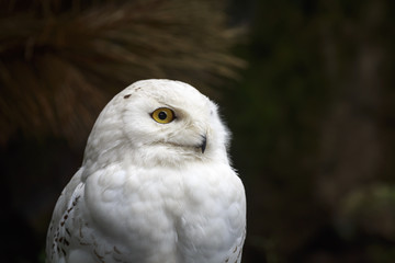 Closeup portrait of a snowy owl (Bubo scandiacus) bird of prey