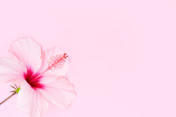 Wellness background with hibiscus flower on pink with copy space © neirfy