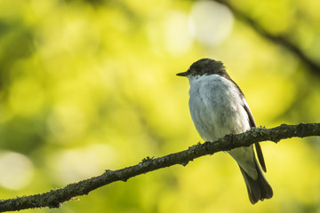 Closeup of a European pied flycatcher bird (Ficedula hypoleuca) perching on a branch, singing.