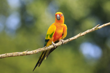 Closeup of sun parakeet or sun conure Aratinga solstitialis, bird.