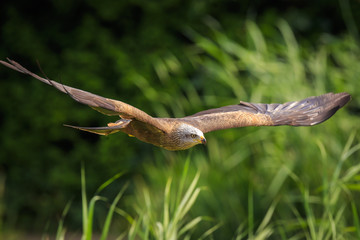 Black kite Milvus migrans in flight hunting