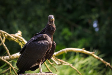 Closeup of a American black vulture Coragyps atratus perched on an= branch