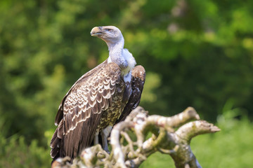 Ruppell's griffon vulture Gyps rueppellii perched closeup portrait
