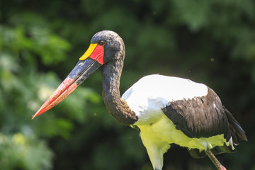 Close up of a saddle-billed stork (Ephippiorhynchus senegalensis) standing in a green meadow