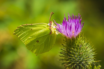 Common brimstone butterfly gonepteryx rhamni pollinating feeding eating
