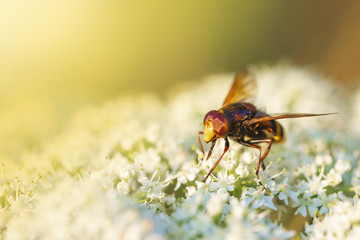 Volucella zonaria, hornet mimic hoverfly, pollinating during sunset
