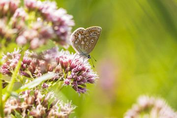 Female Common Blue butterfly Polyommatus icarus pollinating closeup