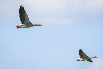Greylag geese Anser Anser migrating
