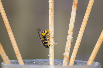 Wasp insect feeding on leftovers on a dinner table in a garden.