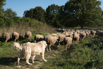 gregge al pascolo