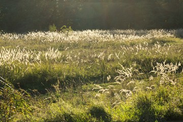 Grass on the meadow. Slovakia