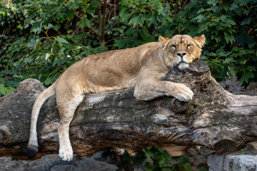 Lioness resting on a fallen tree trunk with its paws hanging and head turned towards the camera