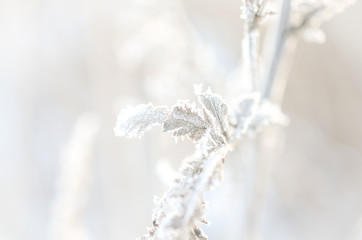frost on branch of plants at sunny winterday