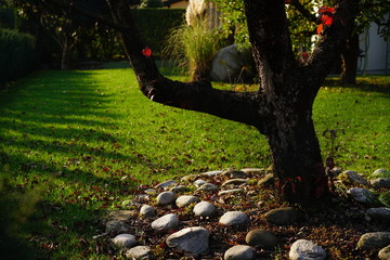 Tree trunk, autumn background