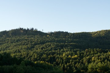 Fototapeta na wymiar Trees in the forest. Slovakia 