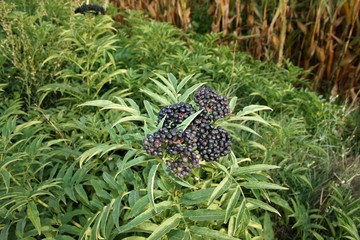 Moras