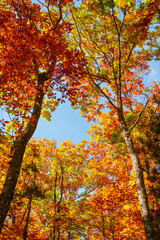 Beautiful autumn landscape with yellow trees,green, sun and blue sky