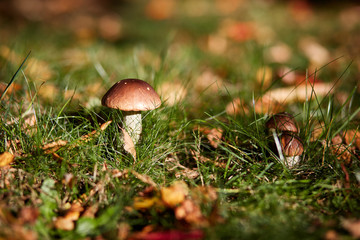 Edible brown mushrooms grow in the woods- Leccinum scabrum