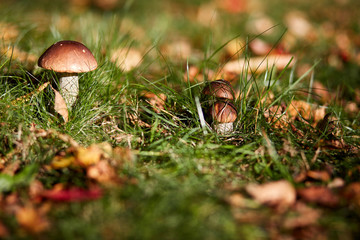 Edible brown mushrooms grow in the woods- Leccinum scabrum