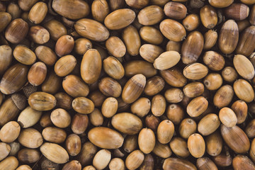 many acorns on the earth, autumn day