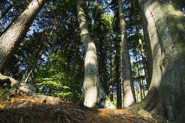 Fototapeta premium Trees in the forest. Slovakia