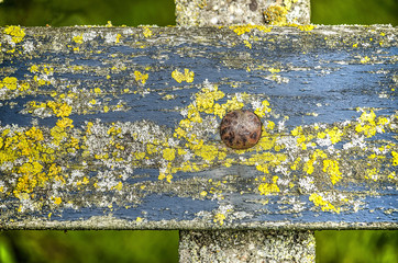 Detail of a park bench with a weathered wooden backrest with peeling blue paint and bright green...