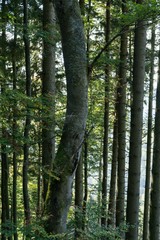 Fototapeta premium Trees in the forest. Slovakia
