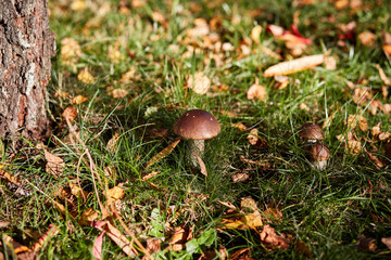 Edible brown mushrooms grow in the woods- Leccinum scabrum