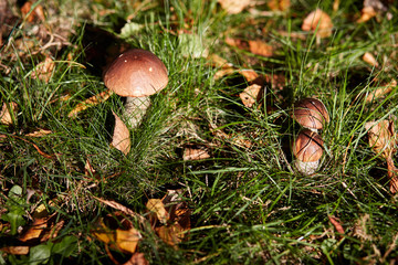 Edible brown mushrooms grow in the woods- Leccinum scabrum