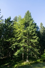 Fototapeta premium Trees in the forest. Slovakia