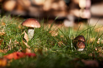 Edible brown mushrooms grow in the woods- Leccinum scabrum