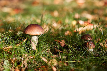 Edible brown mushrooms grow in the woods- Leccinum scabrum