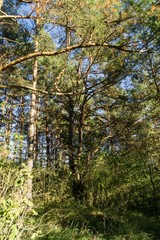 Trees in the forest. Slovakia