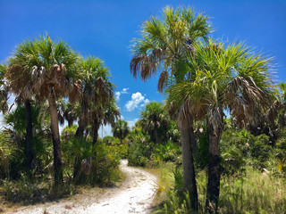 Caladesi Island, Florida, USA - July 27, 2016: Path access to Caladesi Island Beach between Palms trees in Florida