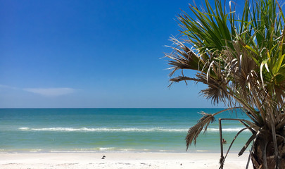 Caladesi island, Florida, USA - July 27, 2018: Beach and palms in Caladesi Island in Florida