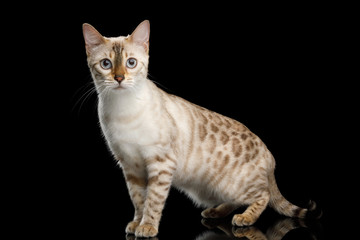 Rare Snow White Bengal Cat with Blue eyes Standing and Looking in Camera on isolated Black Background with reflection, side view