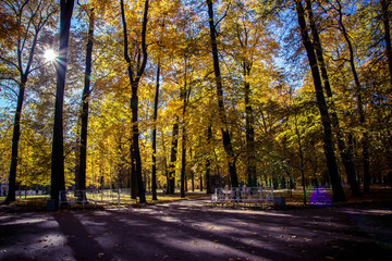 autumn trees and leaves in the park